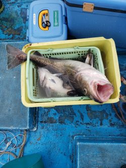 さち丸 釣果