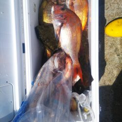 ブルドック 釣果