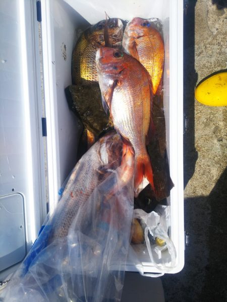 ブルドック 釣果