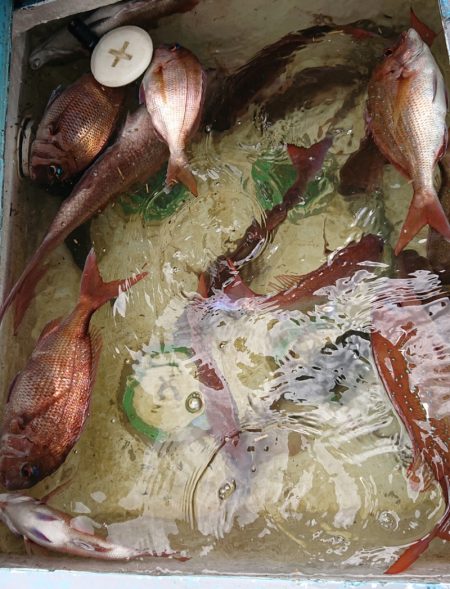 シースナイパー海龍 釣果