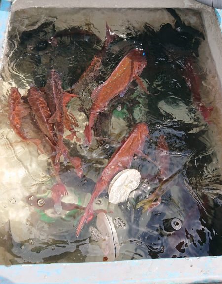 シースナイパー海龍 釣果