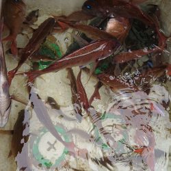 シースナイパー海龍 釣果