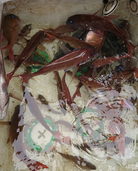 シースナイパー海龍 釣果