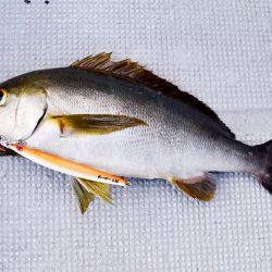 渡船屋たにぐち 釣果