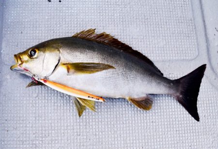 渡船屋たにぐち 釣果
