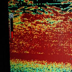 シースナイパー海龍 釣果