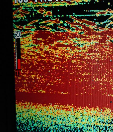 シースナイパー海龍 釣果