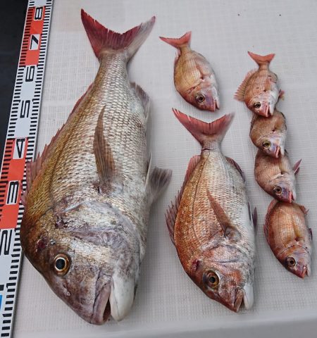 遊漁船 家入 釣果