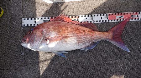 ARCADIAⅡ (アルカディアⅡ) 釣果