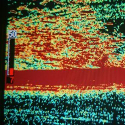 シースナイパー海龍 釣果