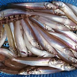 遊漁船 家入 釣果