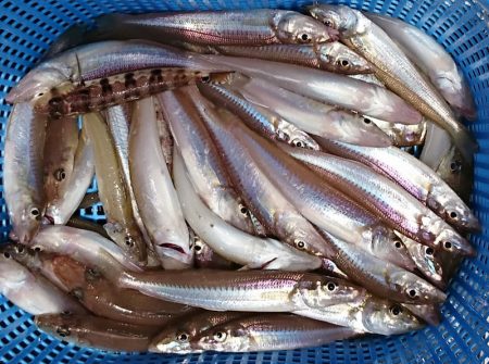 遊漁船 家入 釣果