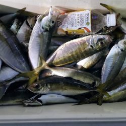 海龍丸（石川） 釣果