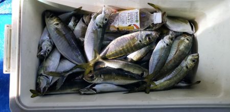 海龍丸（石川） 釣果