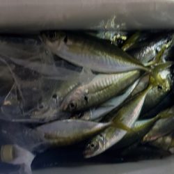 海龍丸（石川） 釣果