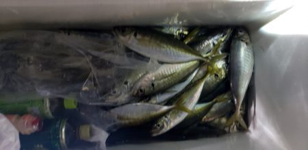 海龍丸（石川） 釣果