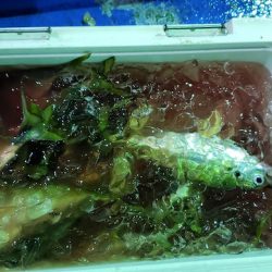 海龍丸（石川） 釣果