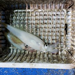 海龍丸（石川） 釣果