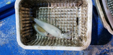 海龍丸（石川） 釣果