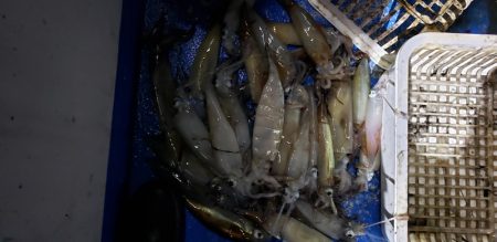 海龍丸（石川） 釣果