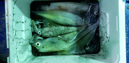 海龍丸（石川） 釣果