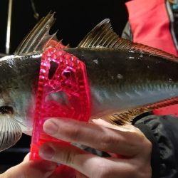 シースナイパー海龍 釣果