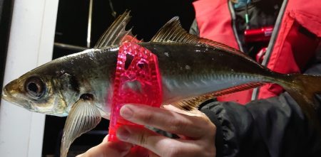 シースナイパー海龍 釣果