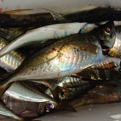 シースナイパー海龍 釣果