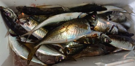 シースナイパー海龍 釣果