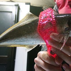 シースナイパー海龍 釣果