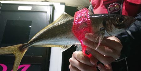 シースナイパー海龍 釣果