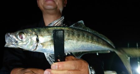 シースナイパー海龍 釣果