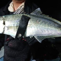 シースナイパー海龍 釣果