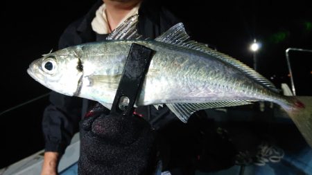 シースナイパー海龍 釣果