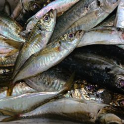 シースナイパー海龍 釣果