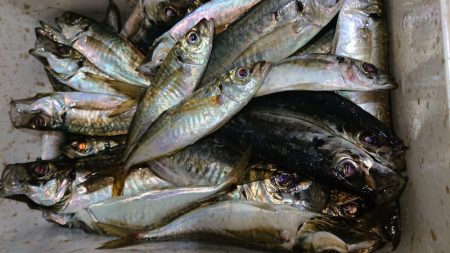 シースナイパー海龍 釣果