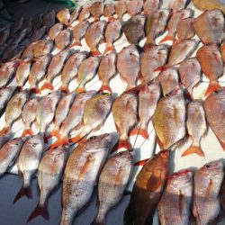 タイラバ遊漁船 ワンピース 釣果