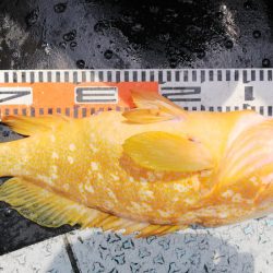 第二龍勢丸 釣果