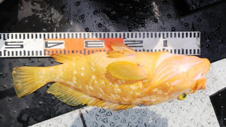 第二龍勢丸 釣果