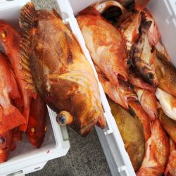 第二龍勢丸 釣果