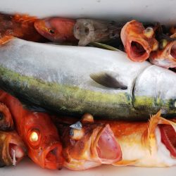 第二龍勢丸 釣果