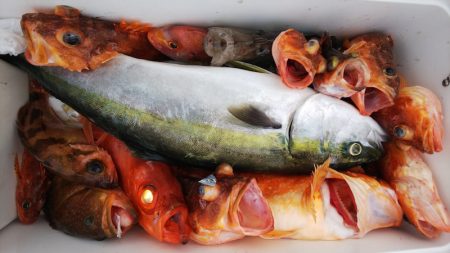 第二龍勢丸 釣果