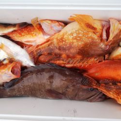 第二龍勢丸 釣果