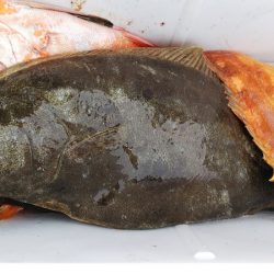 第二龍勢丸 釣果