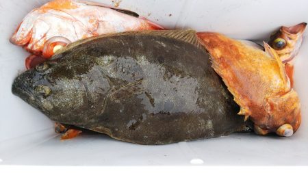 第二龍勢丸 釣果