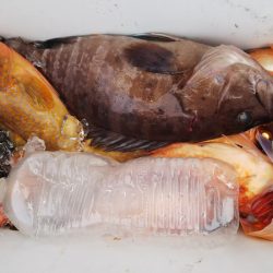 第二龍勢丸 釣果