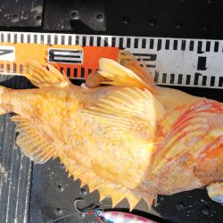 第二龍勢丸 釣果