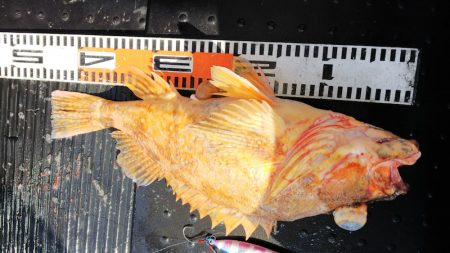 第二龍勢丸 釣果