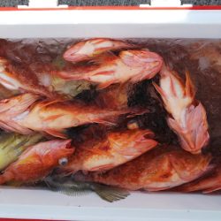 第二龍勢丸 釣果