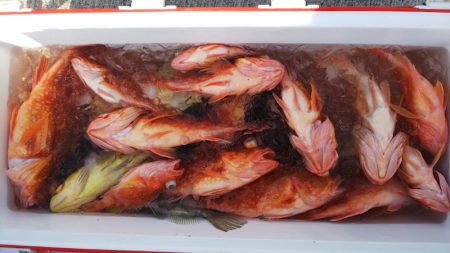 第二龍勢丸 釣果